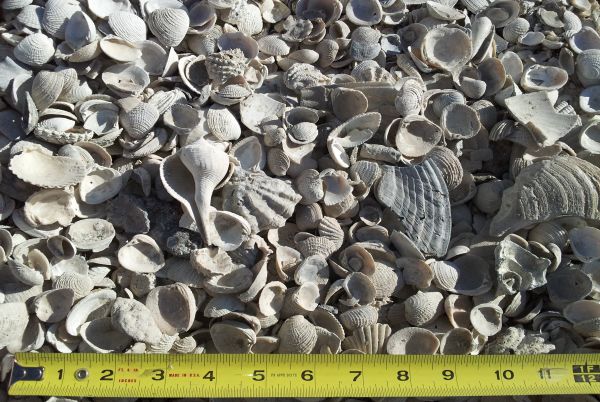 Medium Shell(Our Shell mix is NOT oyster. Oyster shells are not sold and should be returned to the tidelands/marshlands restoration projects.