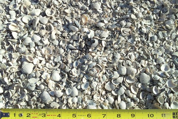 Small Shell((Our Shell mix is NOT oyster. Oyster shells are not sold and should be returned to the tidelands/marshlands restoration projects.